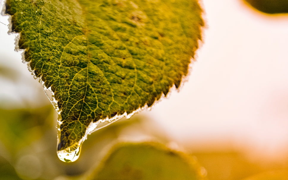 selective focus of green leaf with water drops HD wallpaper
